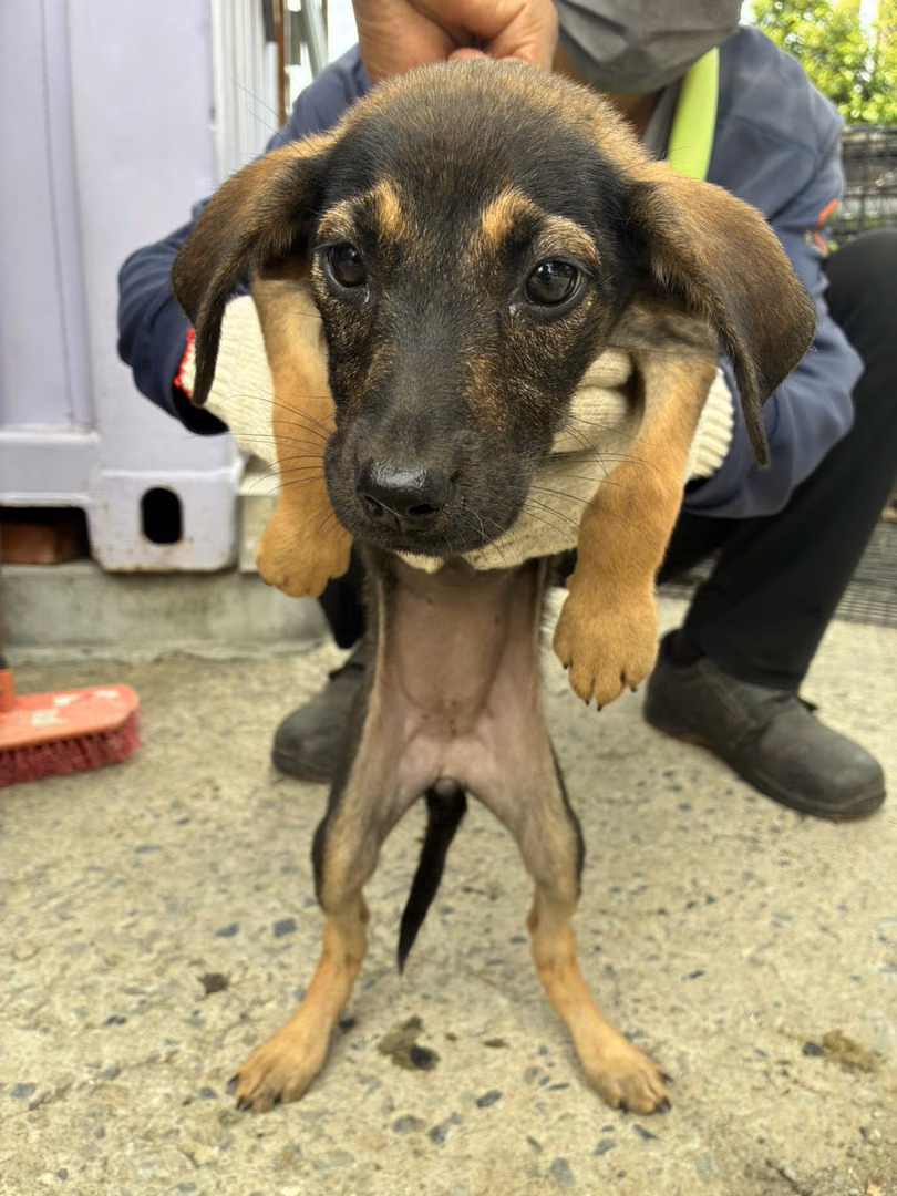 The dog, from the shelter's listing