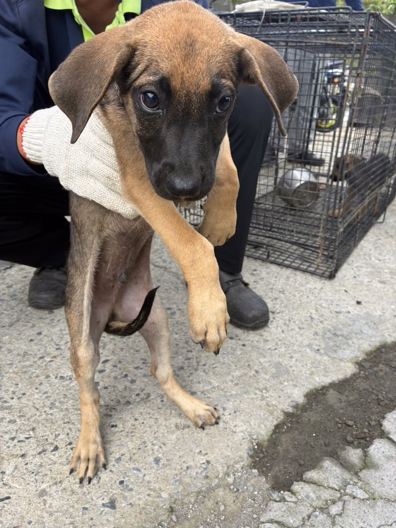 The dog, from the shelter's listing