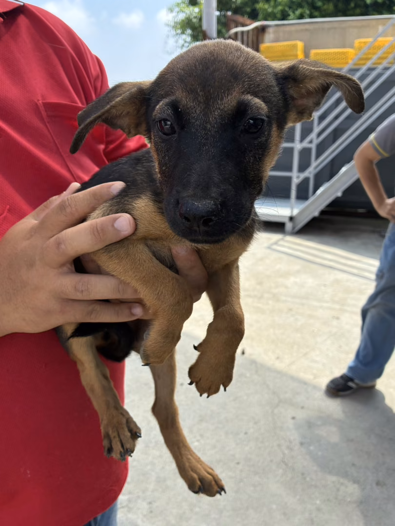 The dog, from the shelter's listing