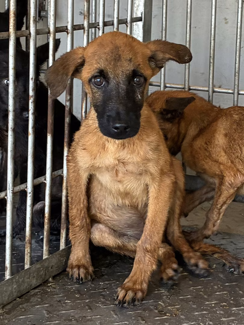 The dog, from the shelter's listing