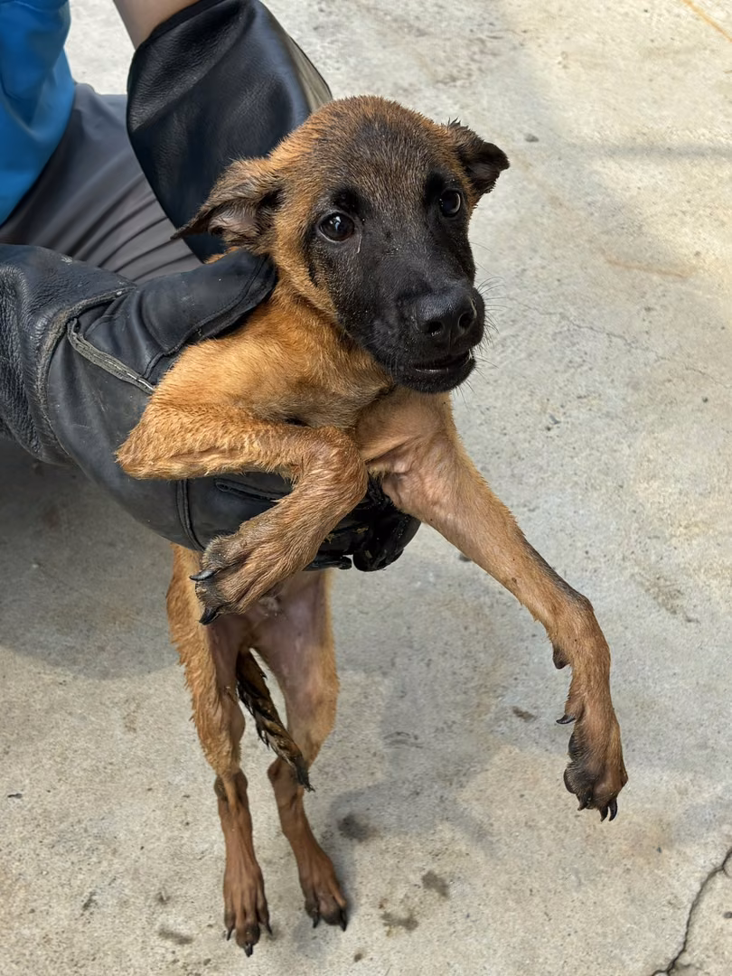 The dog, from the shelter's listing