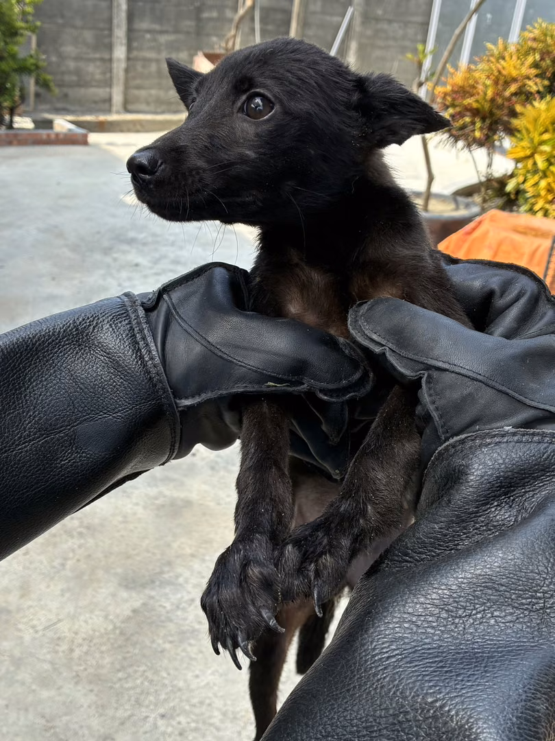 The dog, from the shelter's listing