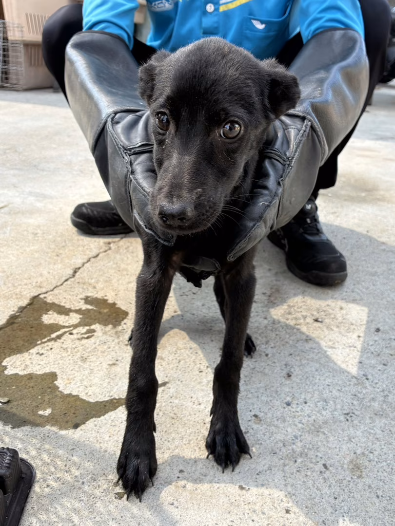 The dog, from the shelter's listing
