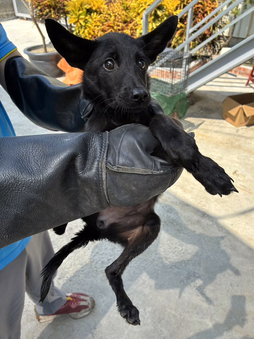 The dog, from the shelter's listing