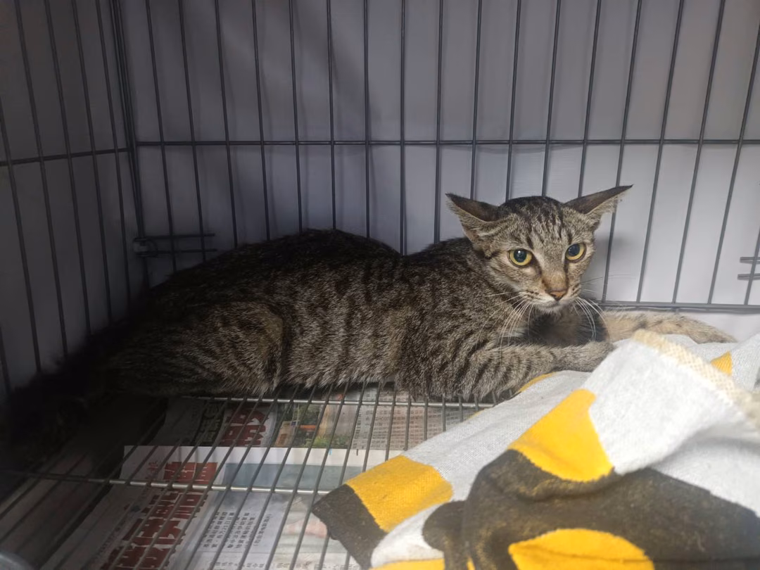 The cat, from the shelter's listing
