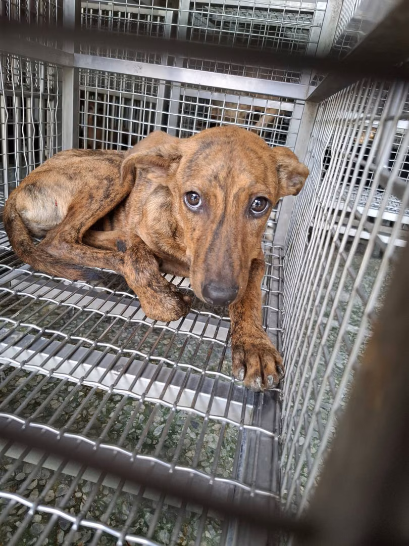 The dog, from the shelter's listing