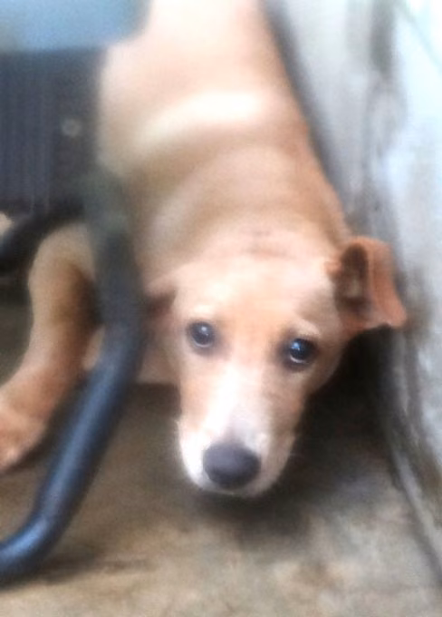 The dog, from the shelter's listing