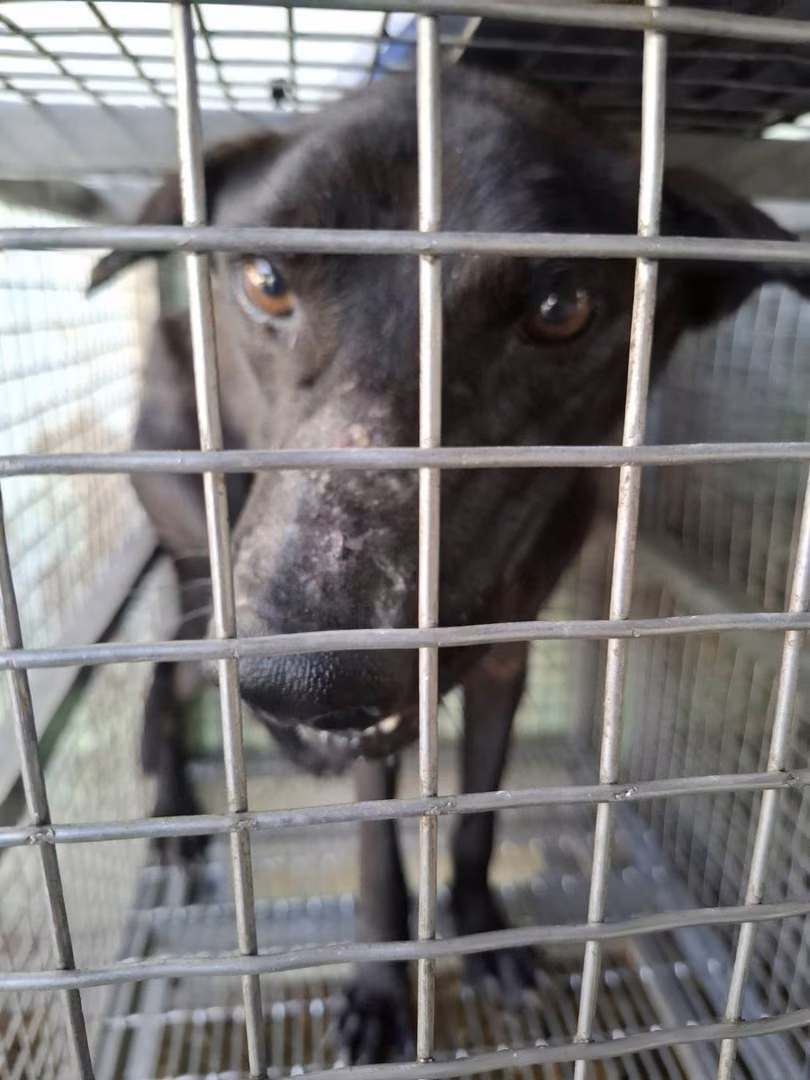 The dog, from the shelter's listing