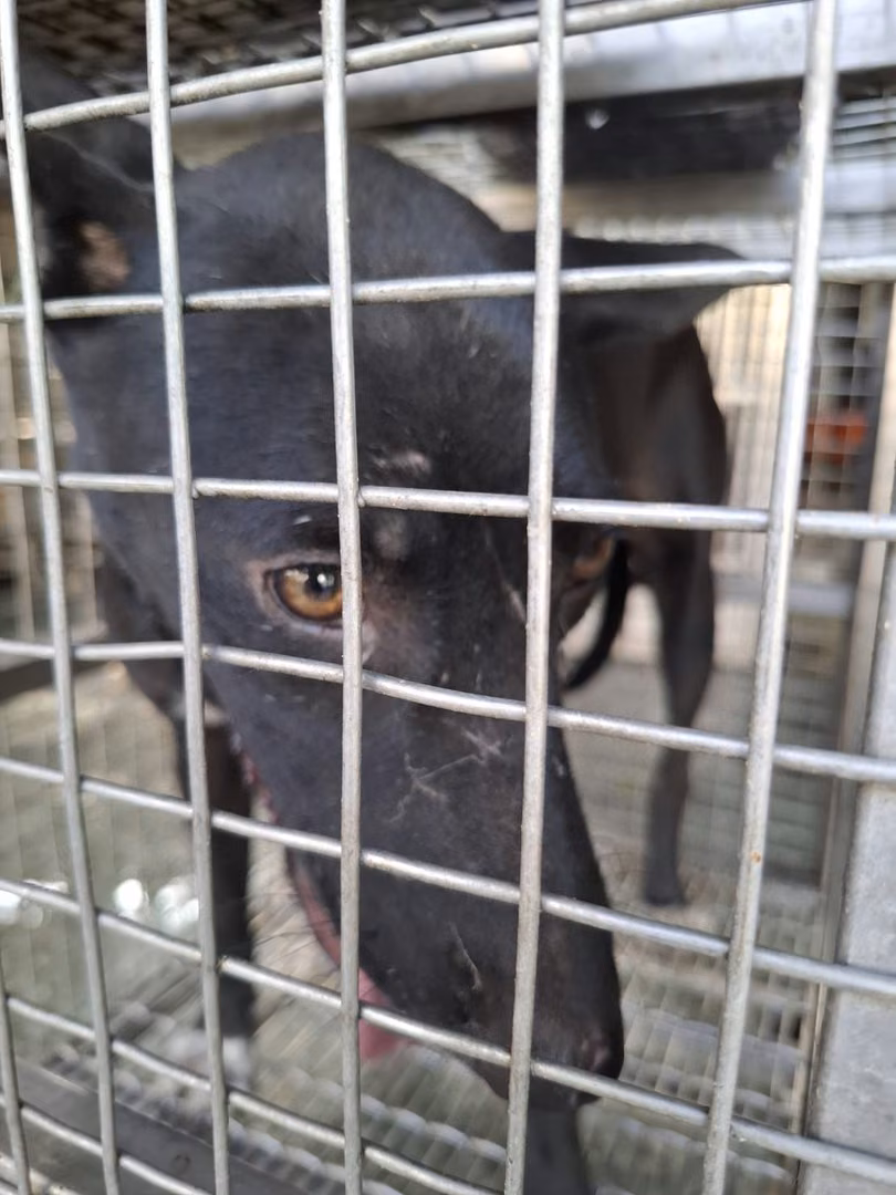 The dog, from the shelter's listing