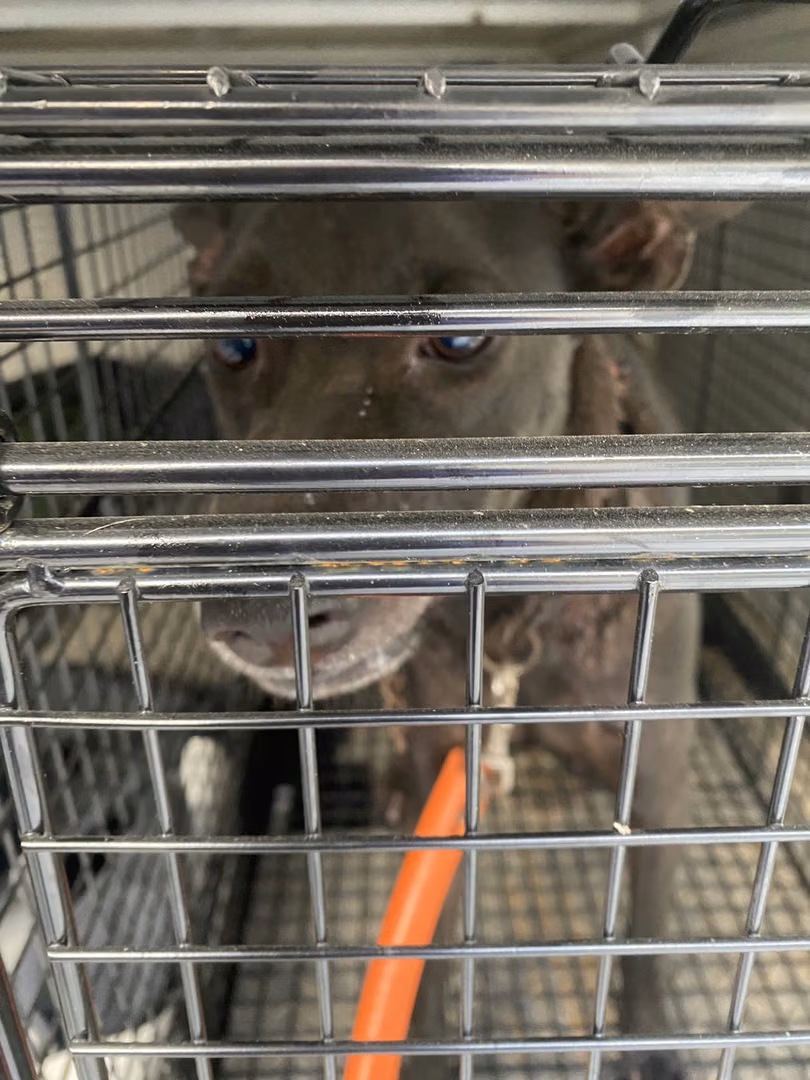The dog, from the shelter's listing