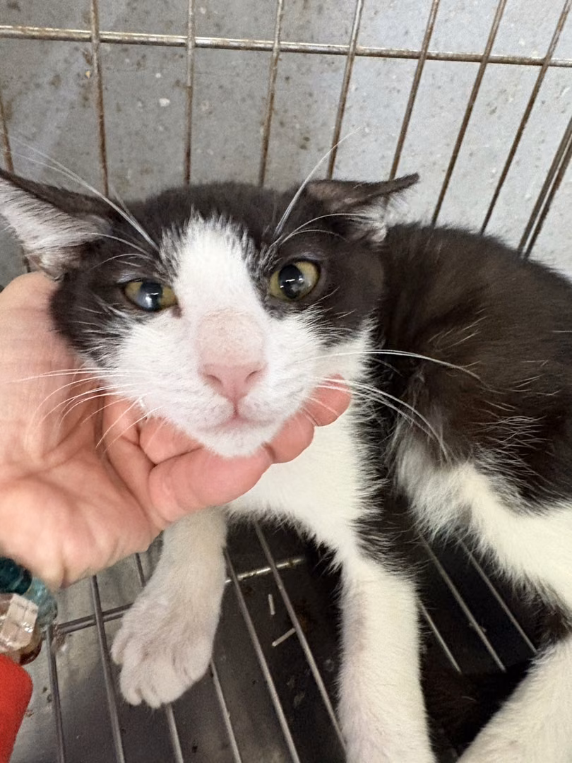 The cat, from the shelter's listing