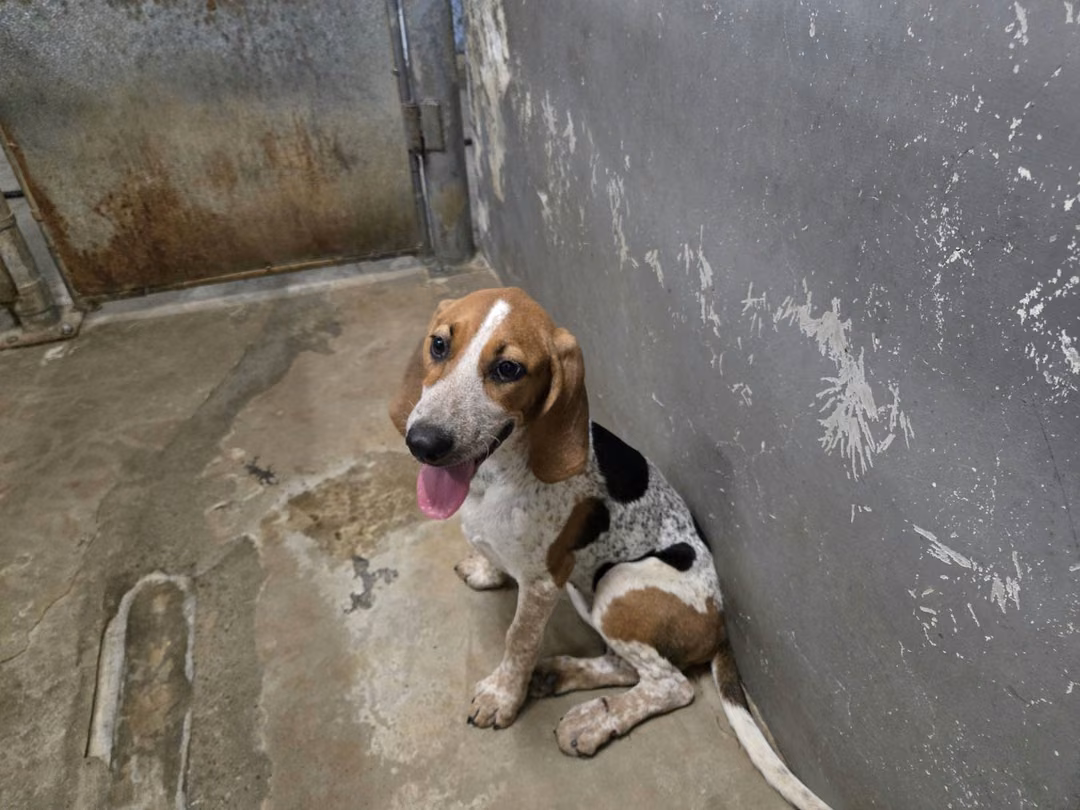 The dog, from the shelter's listing