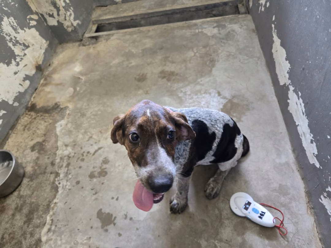 The dog, from the shelter's listing