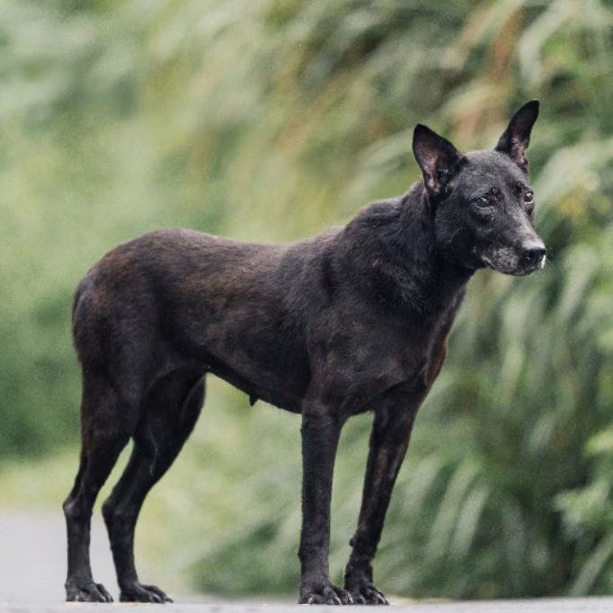 The dog, from the shelter's listing