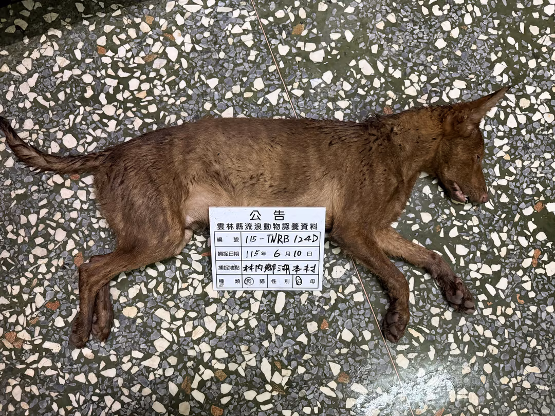 The dog, from the shelter's listing