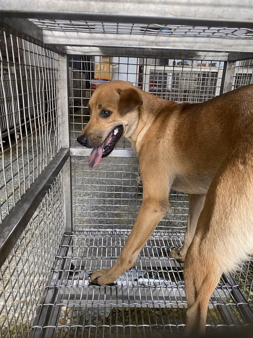 The dog, from the shelter's listing