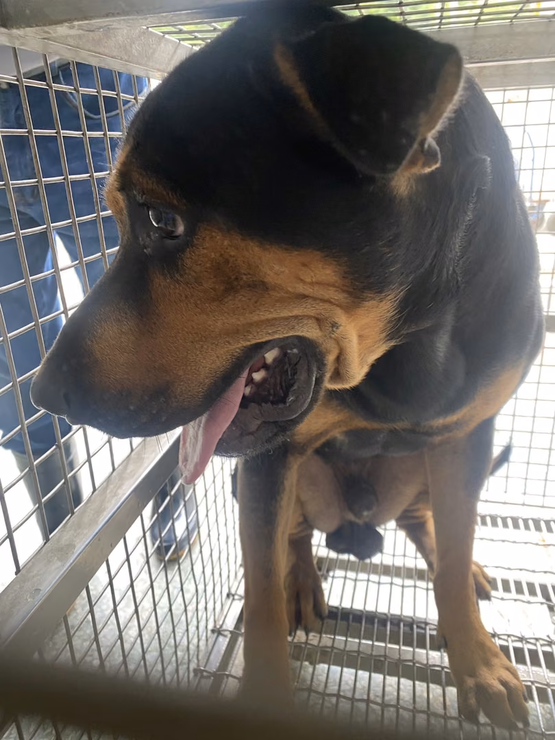 The dog, from the shelter's listing