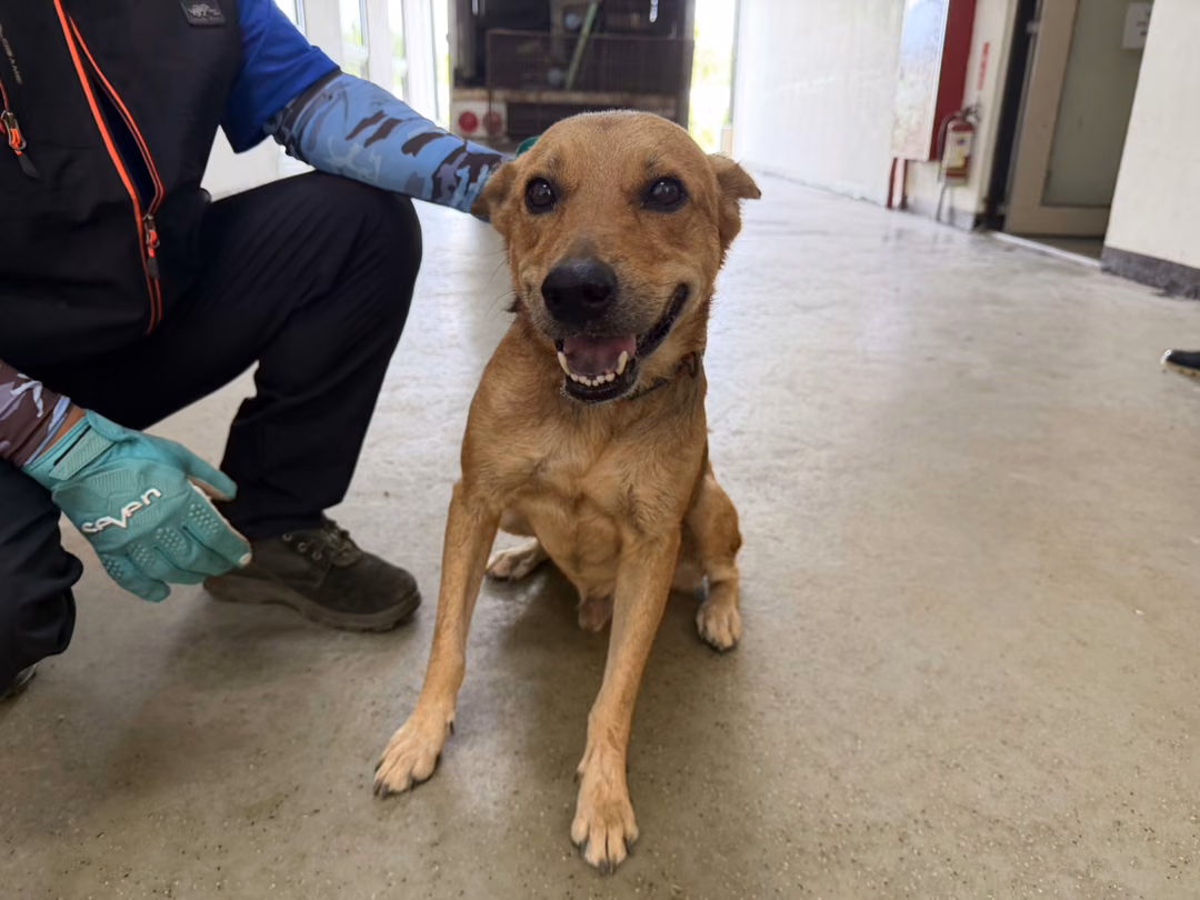 The dog, from the shelter's listing