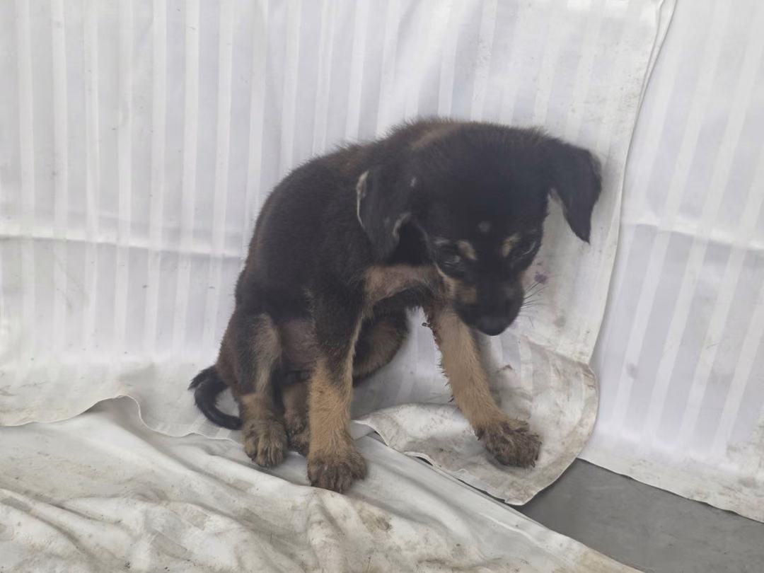 The dog, from the shelter's listing