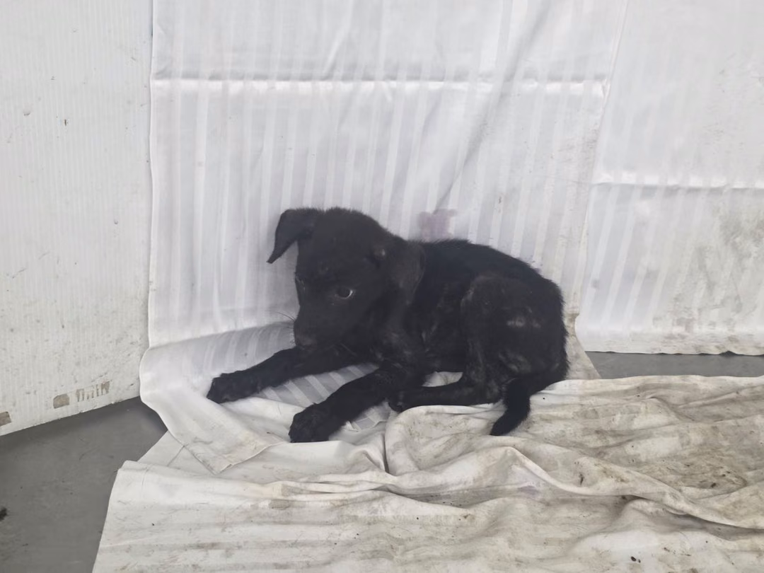 The dog, from the shelter's listing
