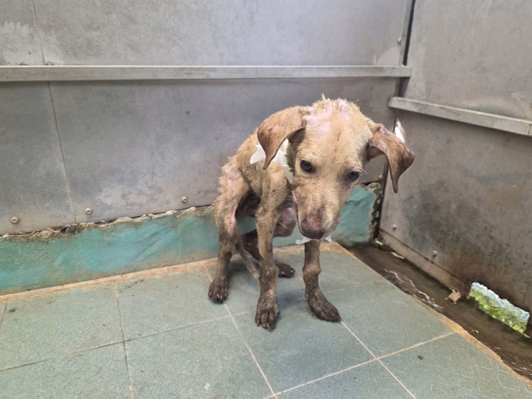The dog, from the shelter's listing
