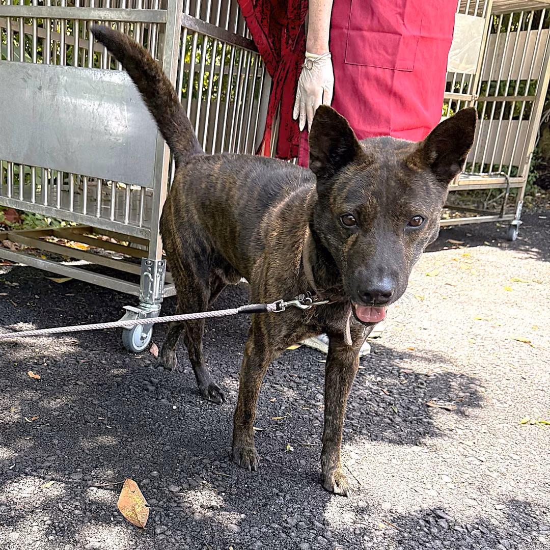 The dog, from the shelter's listing