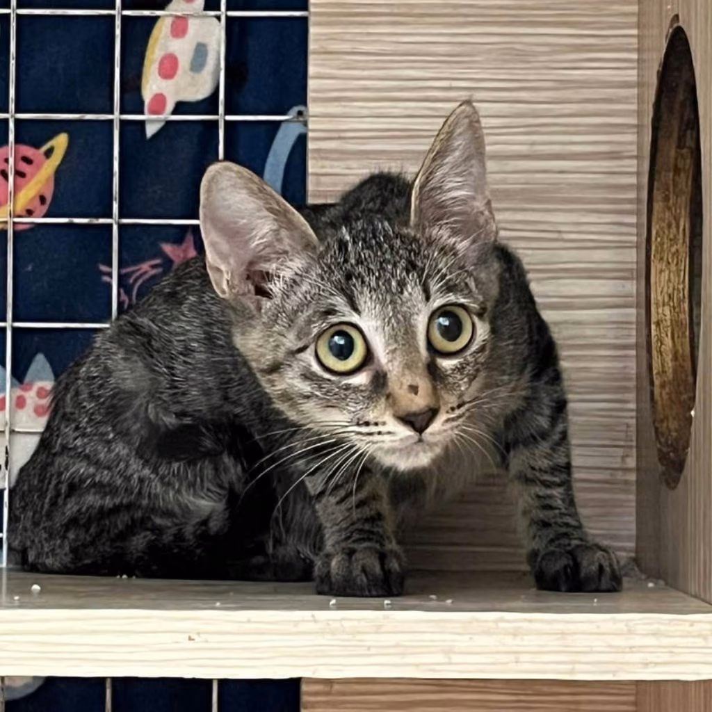 The cat, from the shelter's listing