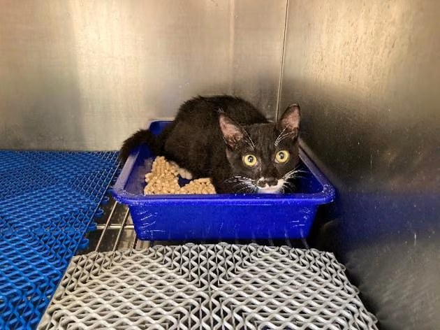 The cat, from the shelter's listing