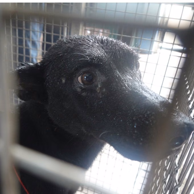 The dog, from the shelter's listing