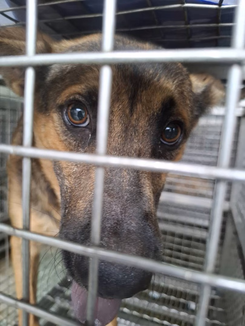 The dog, from the shelter's listing