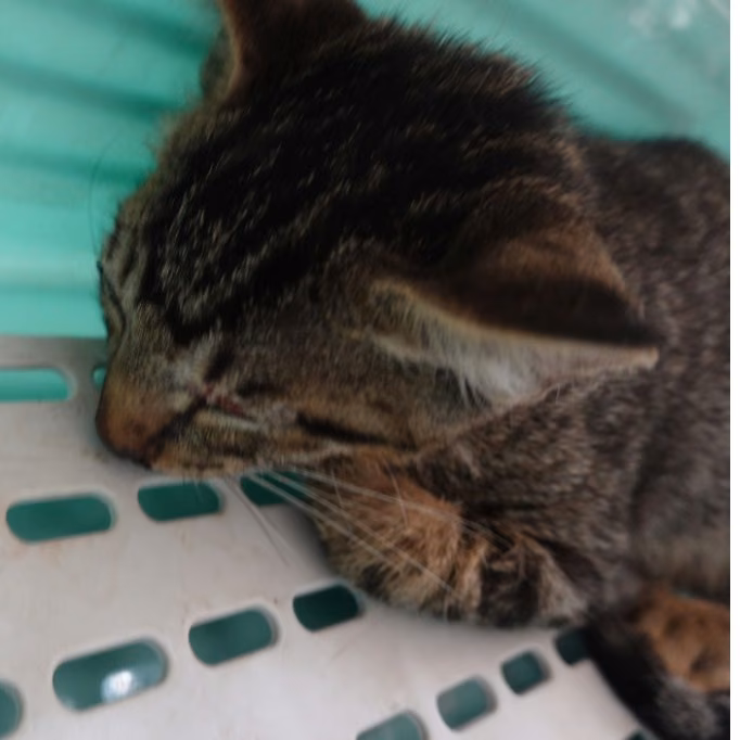 The cat, from the shelter's listing