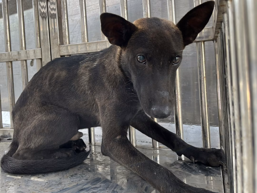 The dog, from the shelter's listing