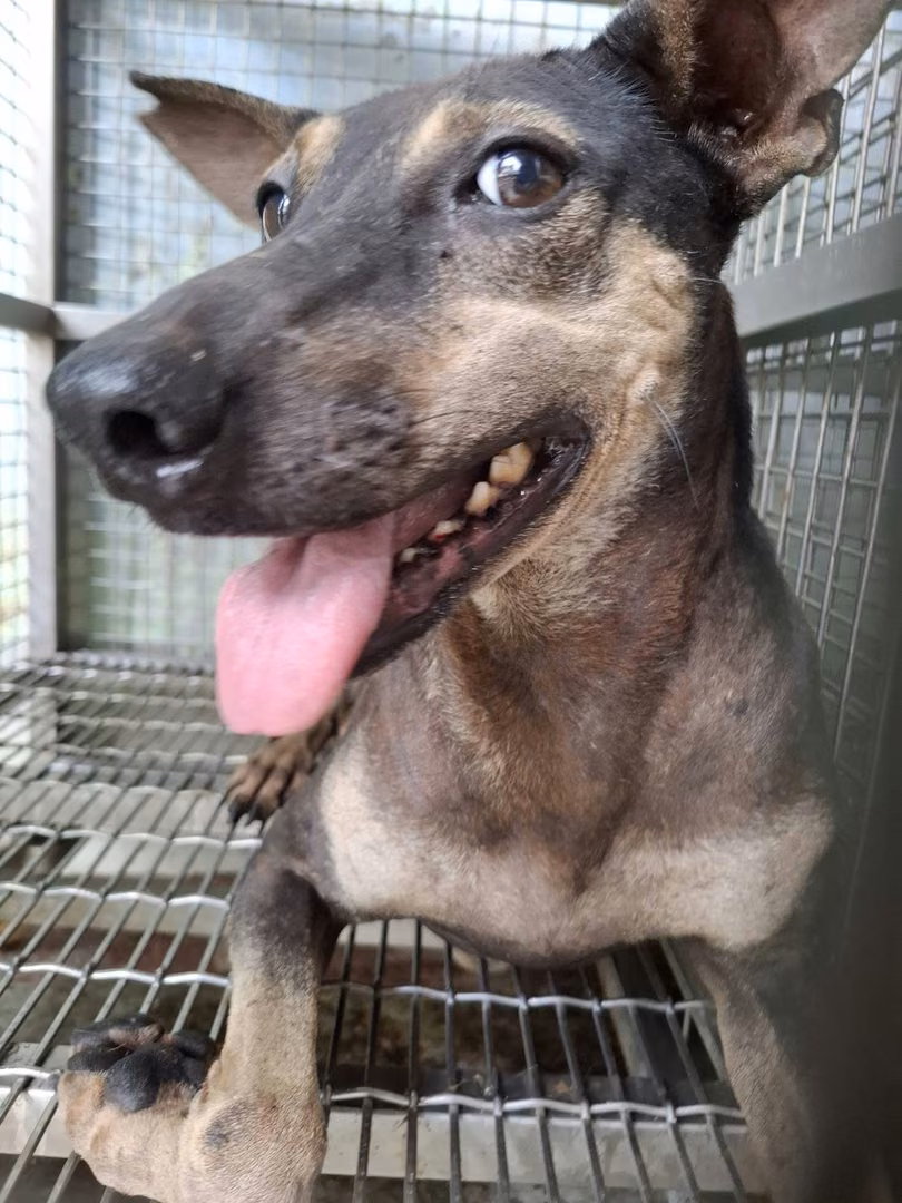 The dog, from the shelter's listing