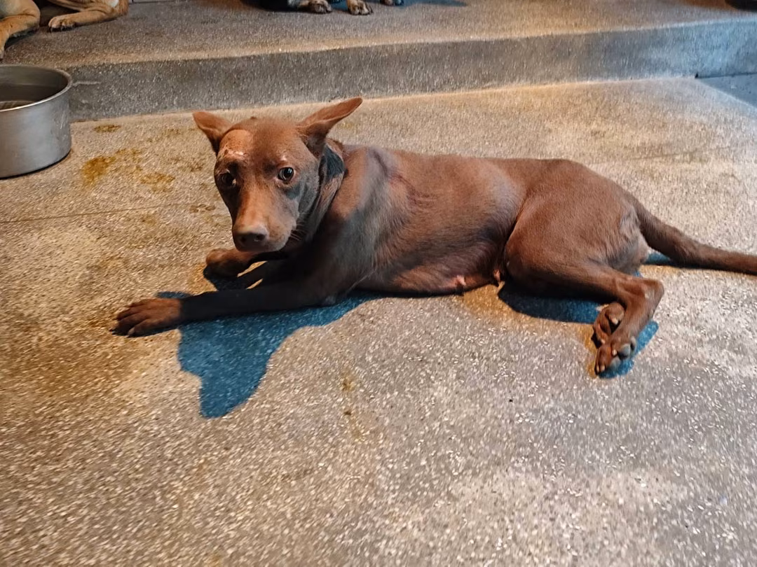 The dog, from the shelter's listing