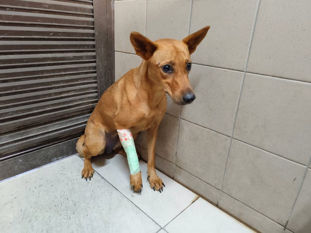 The dog, from the shelter's listing