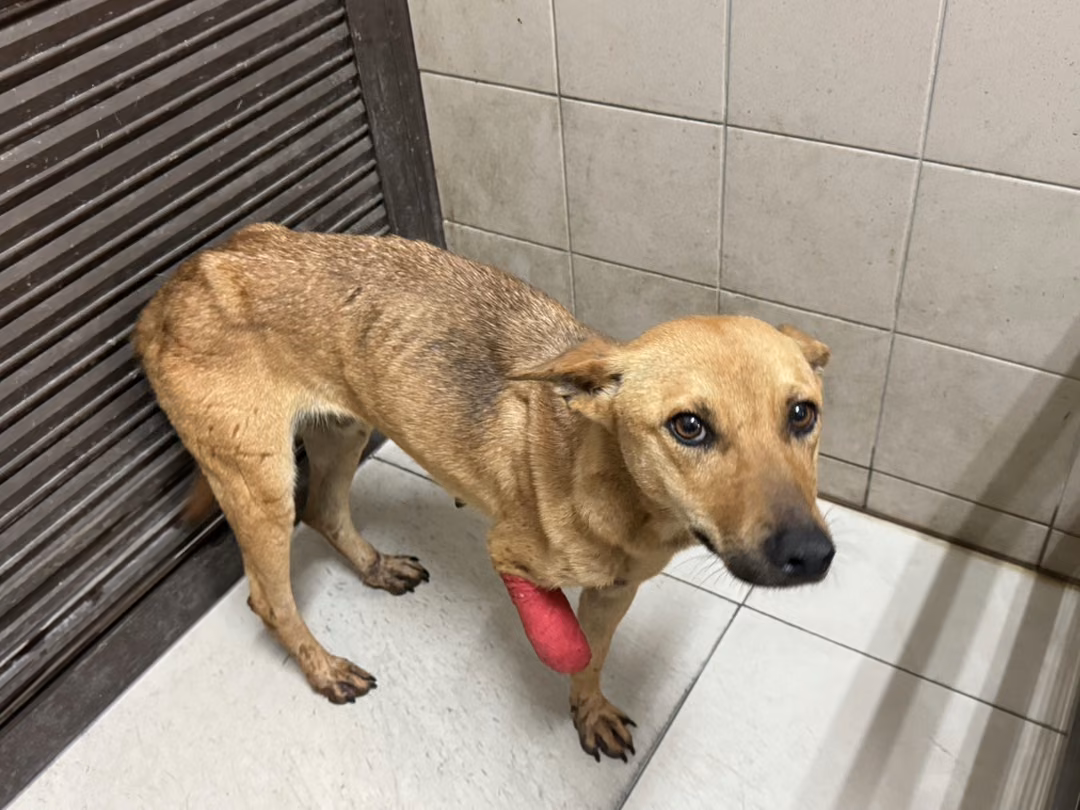 The dog, from the shelter's listing