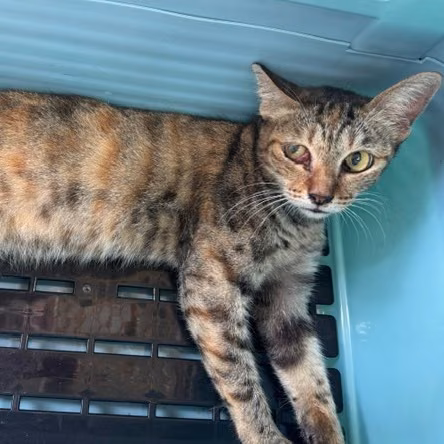 The cat, from the shelter's listing