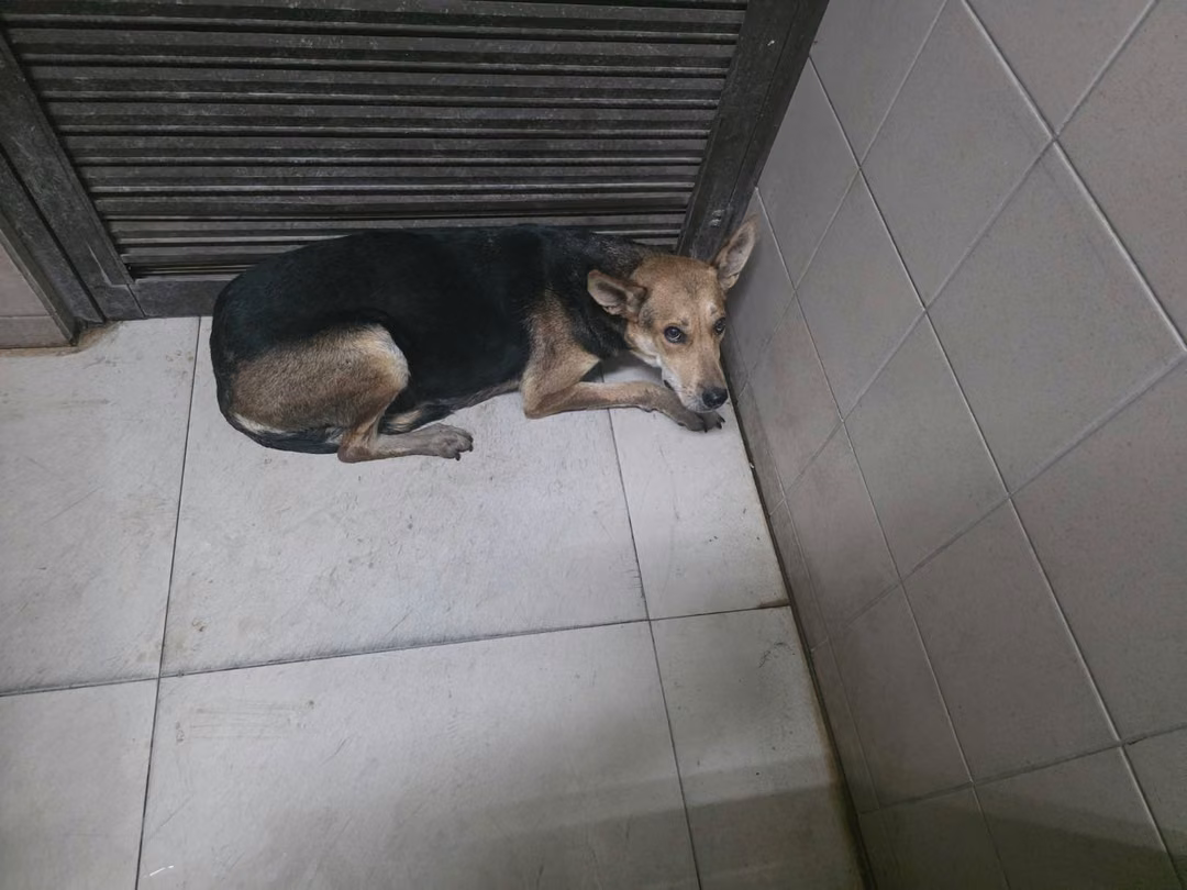 The dog, from the shelter's listing