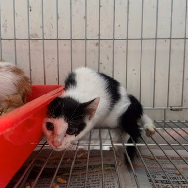The cat, from the shelter's listing