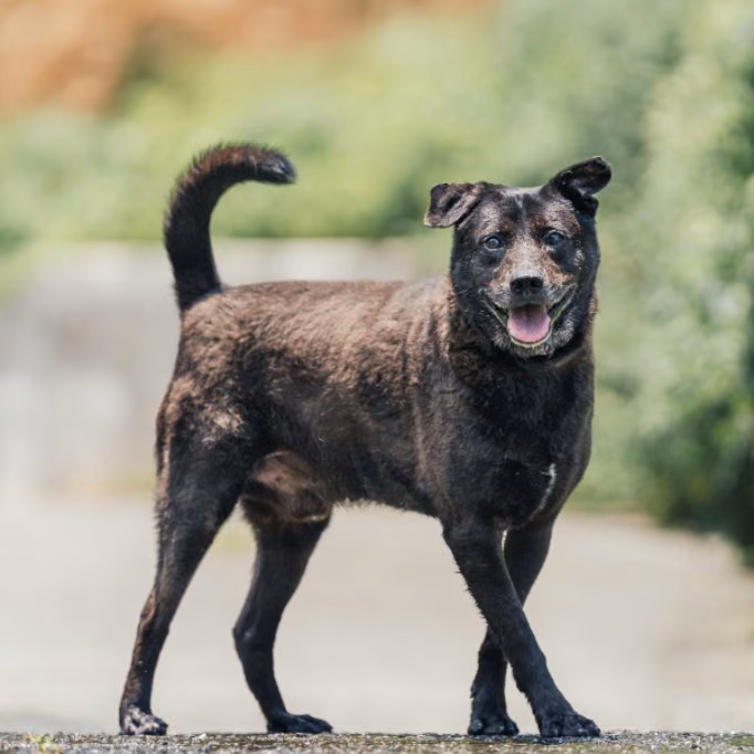 The dog, from the shelter's listing