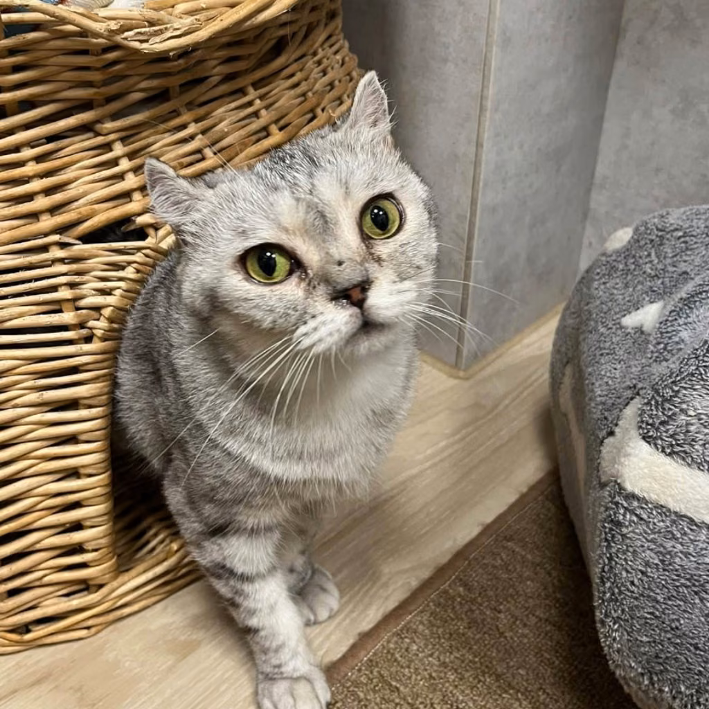 The cat, from the shelter's listing