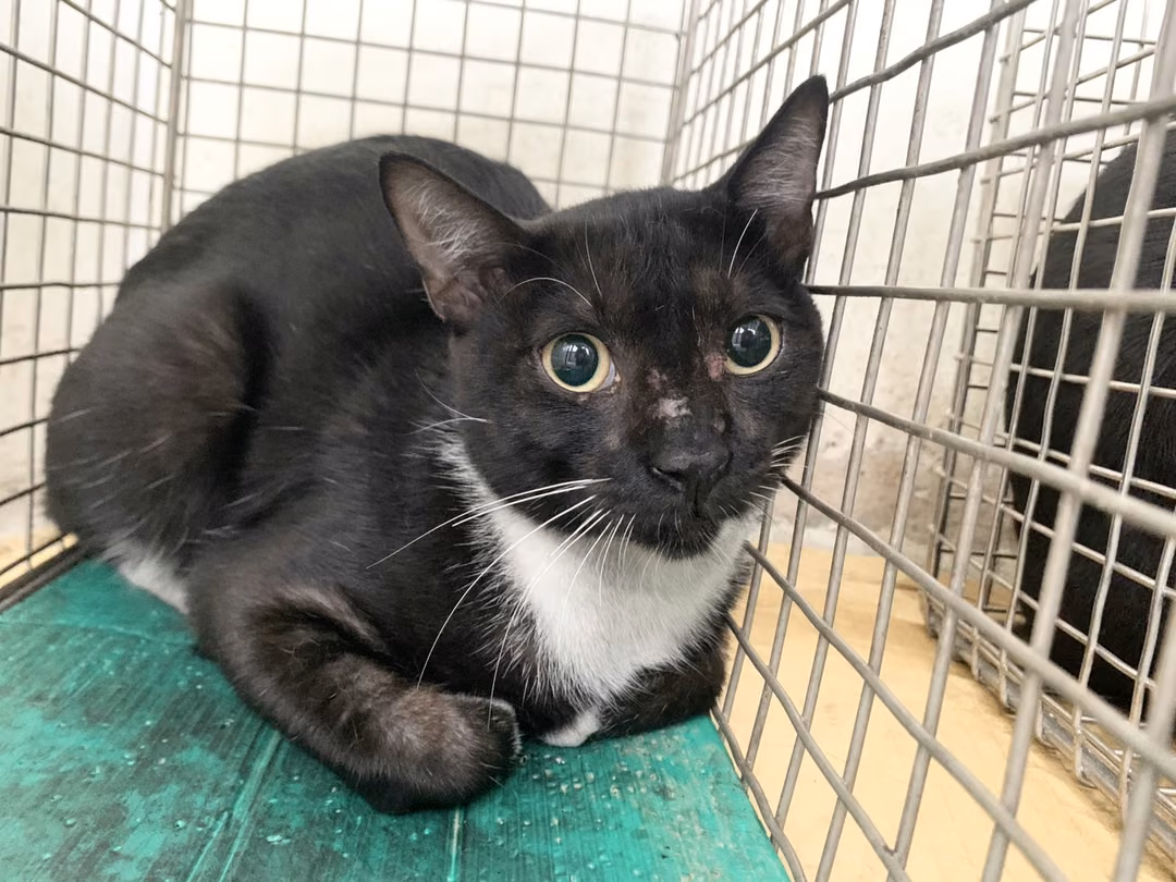 The cat, from the shelter's listing