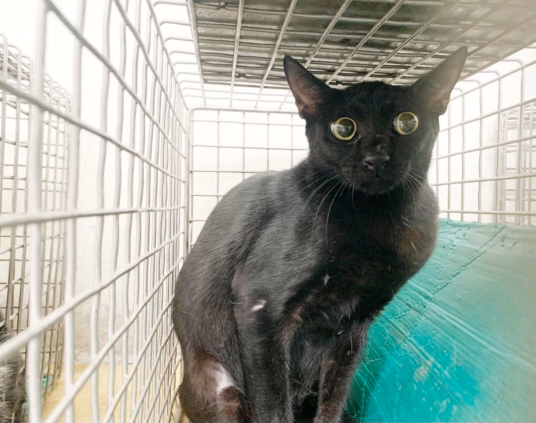 The cat, from the shelter's listing