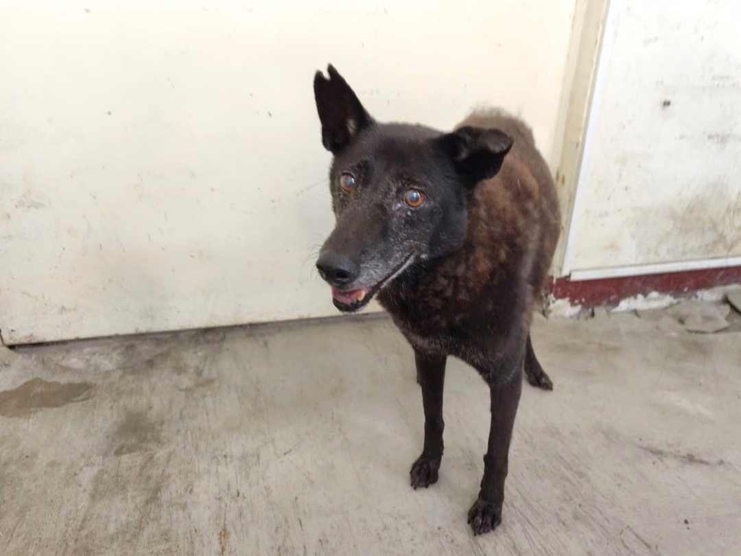 The dog, from the shelter's listing
