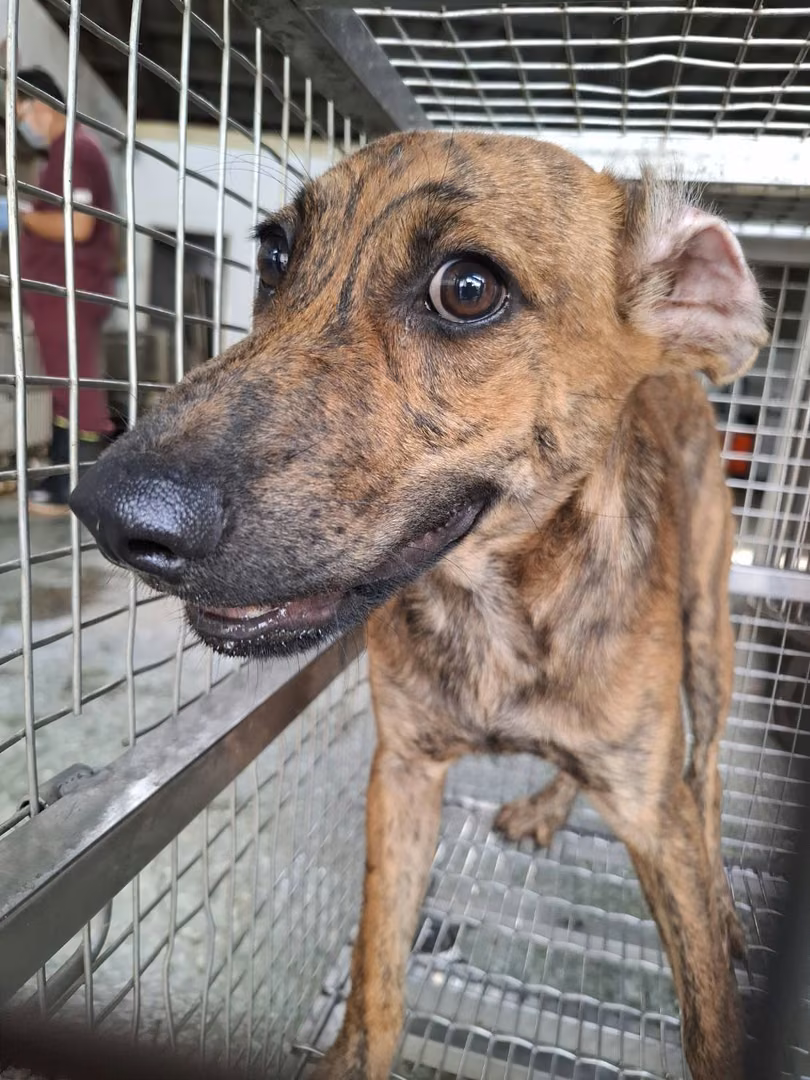 The dog, from the shelter's listing