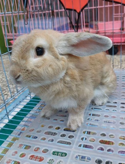 The rabbit, from the shelter's listing