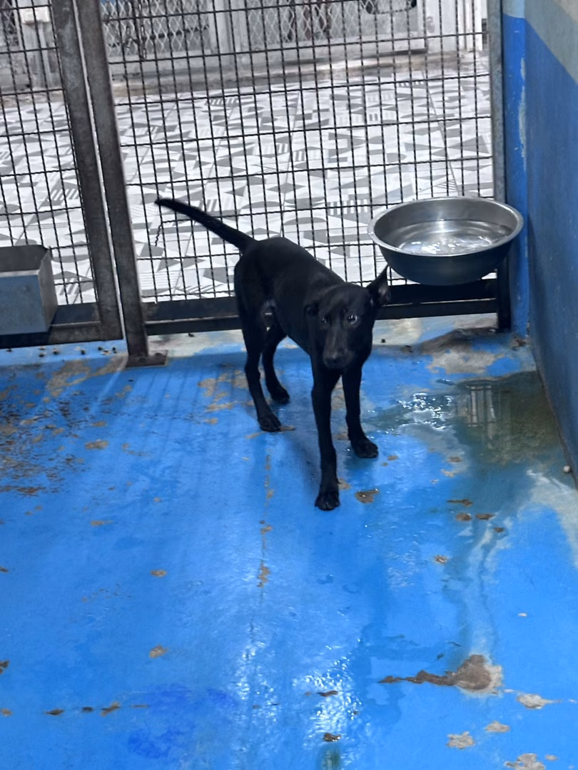 The dog, from the shelter's listing
