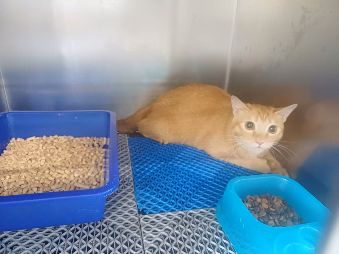 The cat, from the shelter's listing