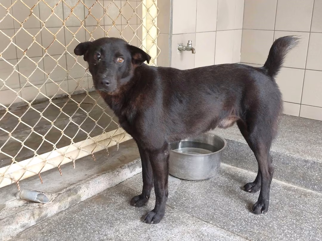 The dog, from the shelter's listing