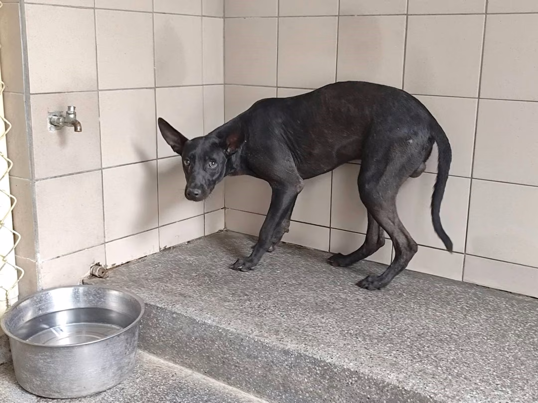 The dog, from the shelter's listing